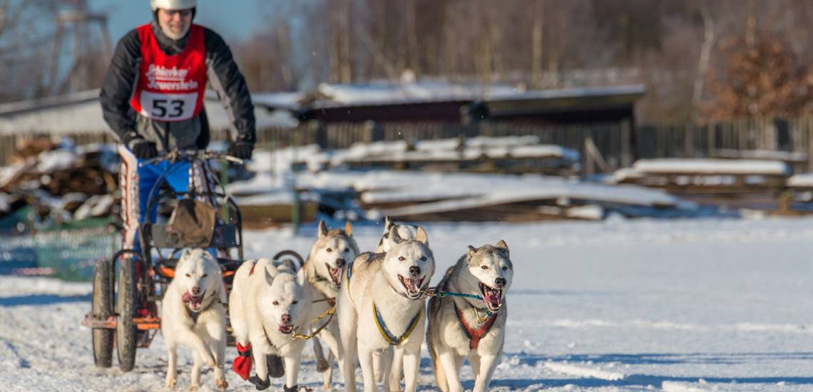 Schlittenhunderennen in Pullman City Harz