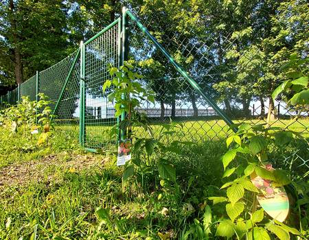 wildpflanzenpark benneckenstein