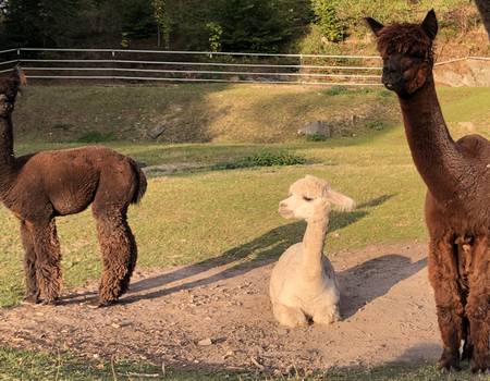 alpakas