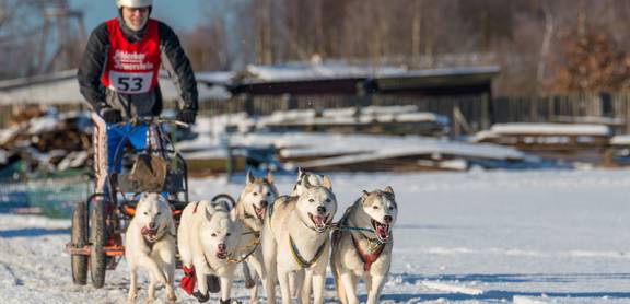 Schlittenhunderennen in Pullman City Harz